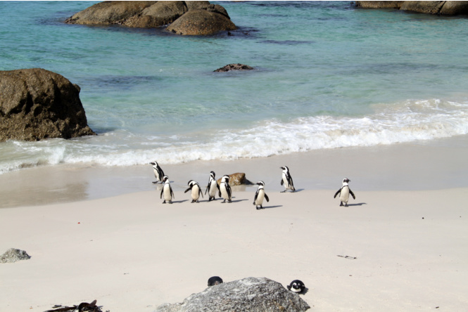 пляж с пингвинами ЮАР Кейптаун