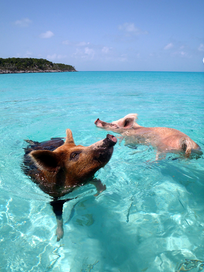 свинья на пляже поросята плавают