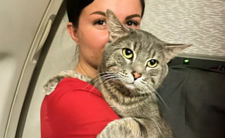 Бортпроводники спасли кота Лешку, которого не пускали в Таиланд
